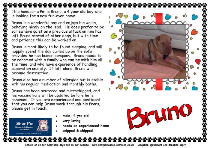 Shar Pei Rescue Bruno